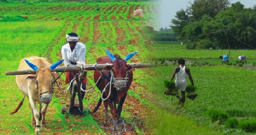 पीएम फसल बीमा योजना के तहत मिलने वाली मुआवजा राशि के लिए इतने घंटे में देनी होगी जानकारी पीएम फसल बीमा योजना के तहत मिलने वाली मुआवजा राशि के लिए इतने घंटे में देनी होगी जानकारी